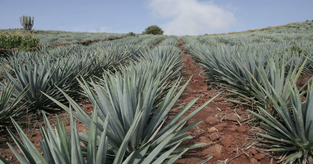 “Arriba el Tequila” increíble Pueblo Mágico de Jalisco 🥃 - Rasca Mapas