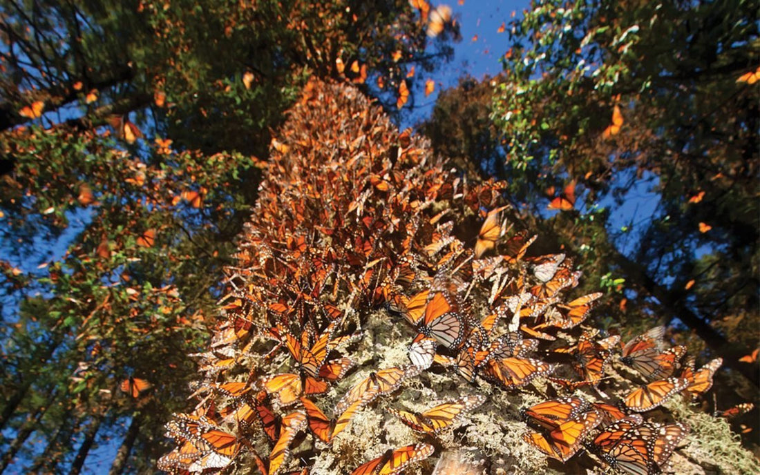 El santuario de la mariposas Monarca en Michoacán -Rasca Mapas - Rasca Mapas