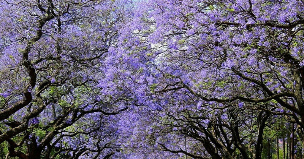 Jiquilpan, ciudad de las jacarandas; Pueblo Mágico de Michoacán 😍